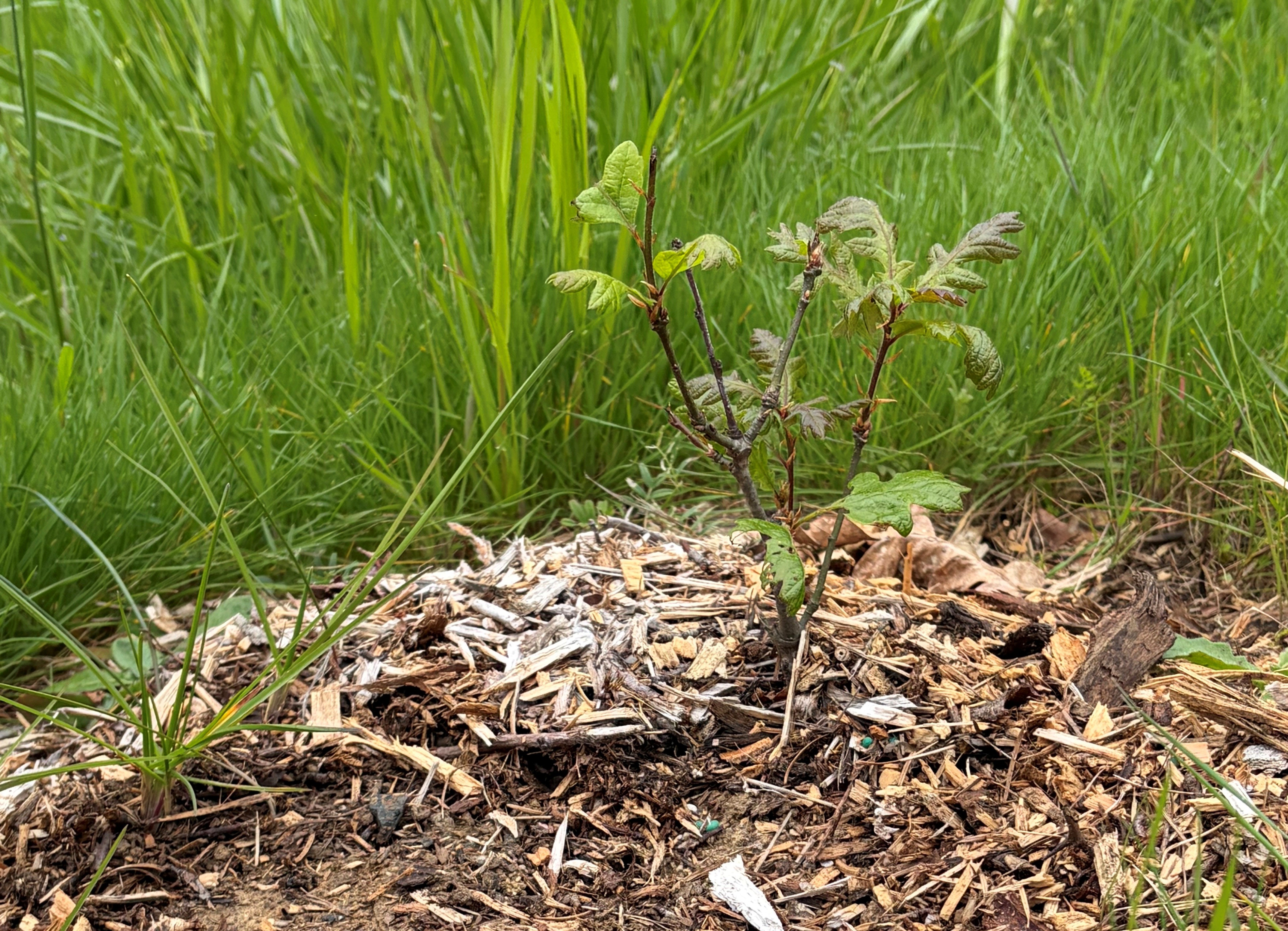 Our Earth Day Commitment: Planting for the Future